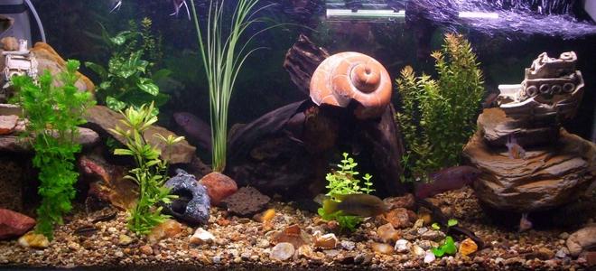 90 gallons freshwater fish tank (mostly fish and non-living decorations) - my cichlid community tank with a variety of cichlids including 2 rainbow chichlid's, 4 bristle nose pleco's, 1 pictus catfish, 3 khuli loaches, 1 convict, 1 firemouth, 1 flameback, 3 bolivian butterfly's, 2 red forest jewel's, 1 electric yellow, 
1 princess, 2 angel's, 1 sertivum, 2 blood peacocks(not sure about the name), 2 kribensis,