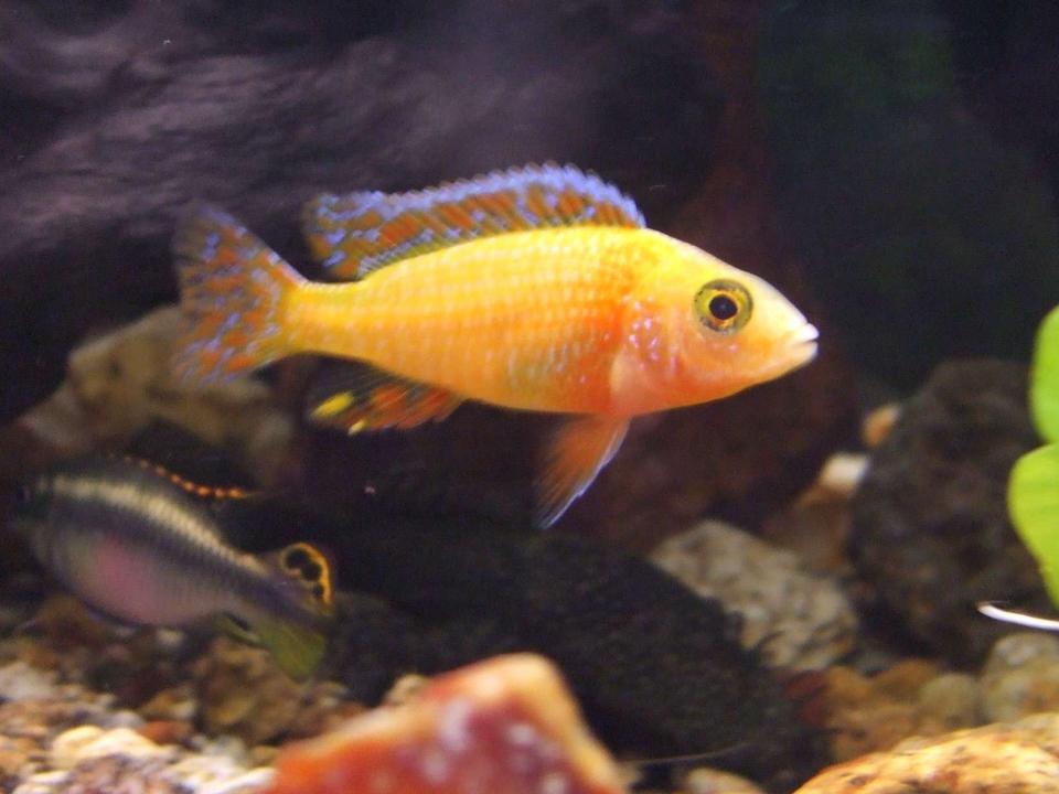 freshwater fish - aulonocara sp. - dragon blood peacock stocking in 90 gallons tank - new peacock