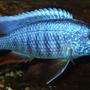 freshwater fish - sciaenochromis ahli - electric blue cichlid stocking in 90 gallons tank - electric blue also killed by idiot