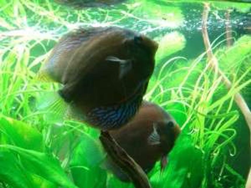 Rated #1713: Freshwater Fish - Symphysodon Aequifasciata - Royal Blue Discus Stocking In 180 Gallons Tank - my discus