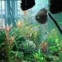 freshwater fish - symphysodon aequifasciata - royal blue discus stocking in 180 gallons tank - my discus