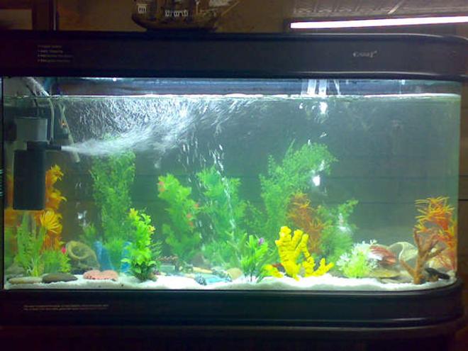 80 gallons freshwater fish tank (mostly fish and non-living decorations) - 80 gallon brand new tank