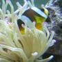 saltwater fish - amphiprion clarkii - clarkii clownfish stocking in 90 gallons tank - Compliments to Fish Of Eden for guiding me to a great start to my reef tank!