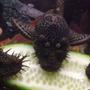 freshwater fish - ancistrus sp. - starry night pleco (l-183) stocking in 90 gallons tank - 3 of my bristle nose pleco's munching on some cucumber