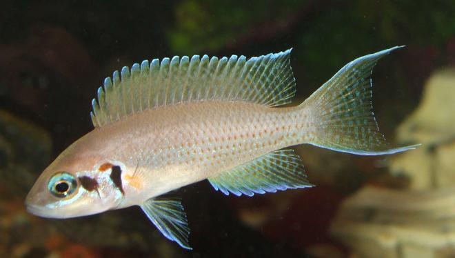 freshwater fish - neolamprologus brichardi - brichardi cichlid stocking in 90 gallons tank - princess cichlid