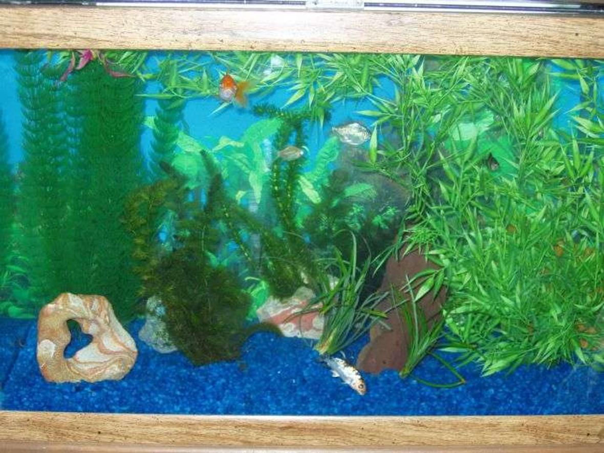 29 gallons planted tank (mostly live plants and fish) - My fish tank