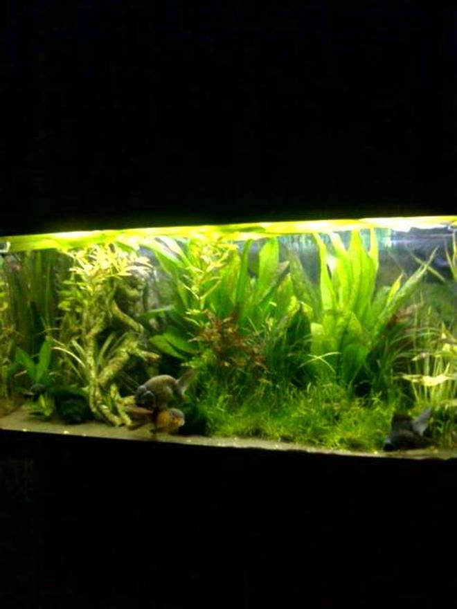 40 gallons planted tank (mostly live plants and fish) - Happy fish!