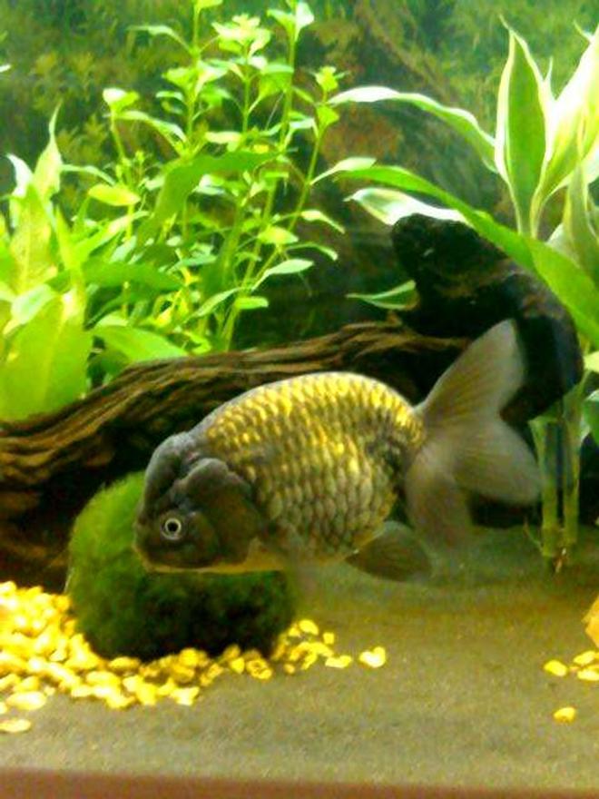 freshwater fish - carassius auratus - ranchu stocking in 40 gallons tank - 'Bumper' a four year old, five inch Black Ranchu. Please don't judge her for being 'just' a goldfish!