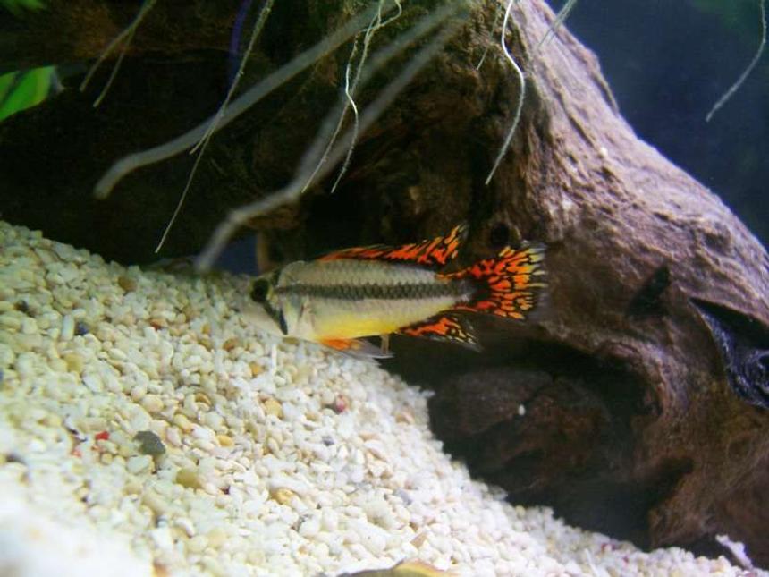 Rated #1174: Freshwater Fish - Apistogramma Cacatuoides - Orange Cockatoo Cichlid Stocking In 32 Gallons Tank - My Male Cockatoo Cichlid