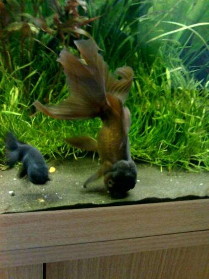 freshwater fish - carassius auratus - oranda goldfish stocking in 40 gallons tank - 'Hershey',a two year old, six inch (including tail) Chocolate Oranda. He loves himself.....a lot.