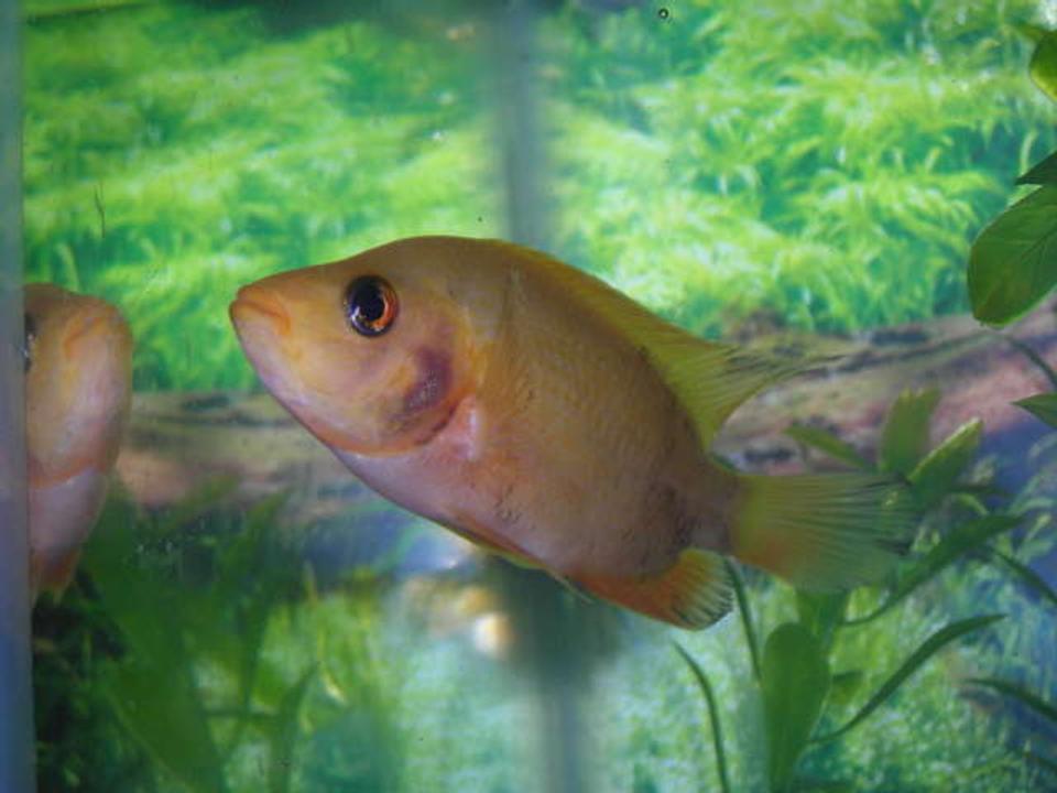 freshwater fish - amphilophus labiatus - red devil stocking in 50 gallons tank - here is my red devil when he was 4 inches. he is now 6 but still the same looking