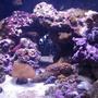 24 gallons reef tank (mostly live coral and fish) - 24g Nano cube with 150w sunpod