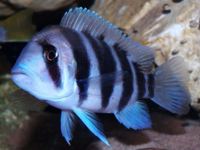 freshwater fish - cyphotilapia frontosa - frontosa cichlid stocking in 87 gallons tank - Young Cyphotilapia Frontosa.from lake Tanganyka
