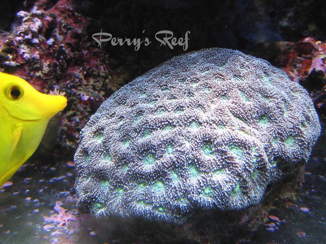 corals inverts - favites sp. - moon favia stocking in 100 gallons tank - Favia