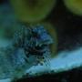 saltwater fish - salarias fasciatus - sailfin/algae blenny stocking in 180 gallons tank - Our lawnmower blenny.Such a ham.