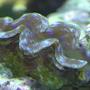 corals inverts - tridacna crocea - crocea clam stocking in 180 gallons tank - One of our clams