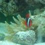 saltwater fish - amphiprion frenatus - tomato clownfish stocking in 55 gallons tank - Tomato Clown. We call him Mater
