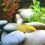 freshwater fish - trichogaster trichopterus - gold gourami stocking in 24 gallons tank - Gold Gourami