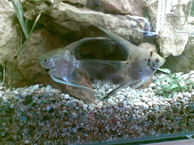 freshwater fish - pterophyllum sp. - gold veil angel stocking in 50 gallons tank - thiae  our 2 angle fish, hanstle and gretal