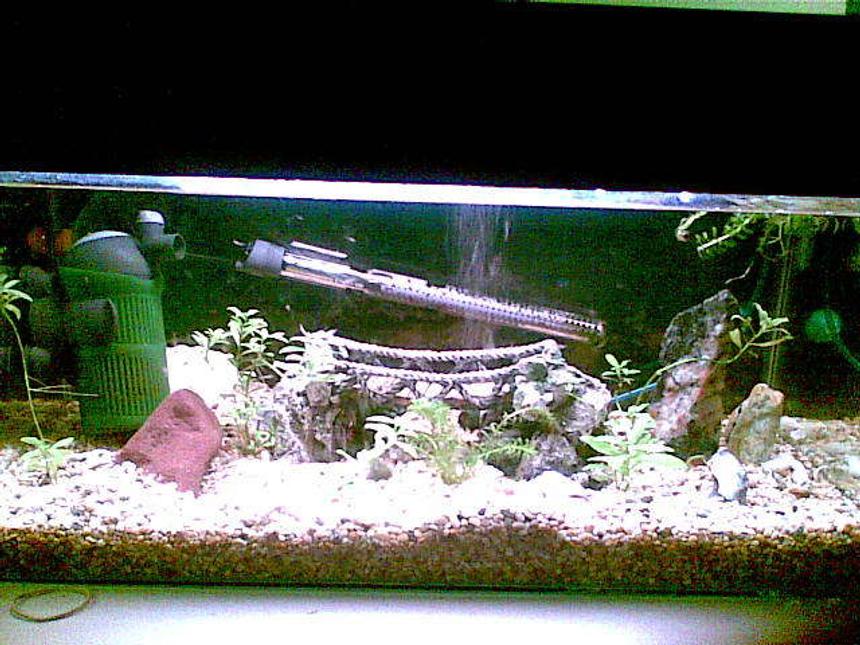 Rated #4175: 50 Gallons Freshwater Fish Tank - this is our 2ft baby tank, for growth and breeding selection