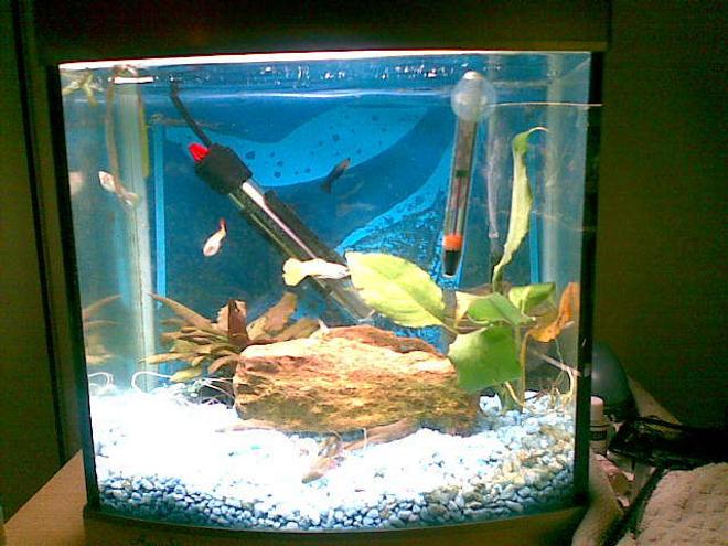 50 gallons freshwater fish tank (mostly fish and non-living decorations) - this is our bithing and breeding tank