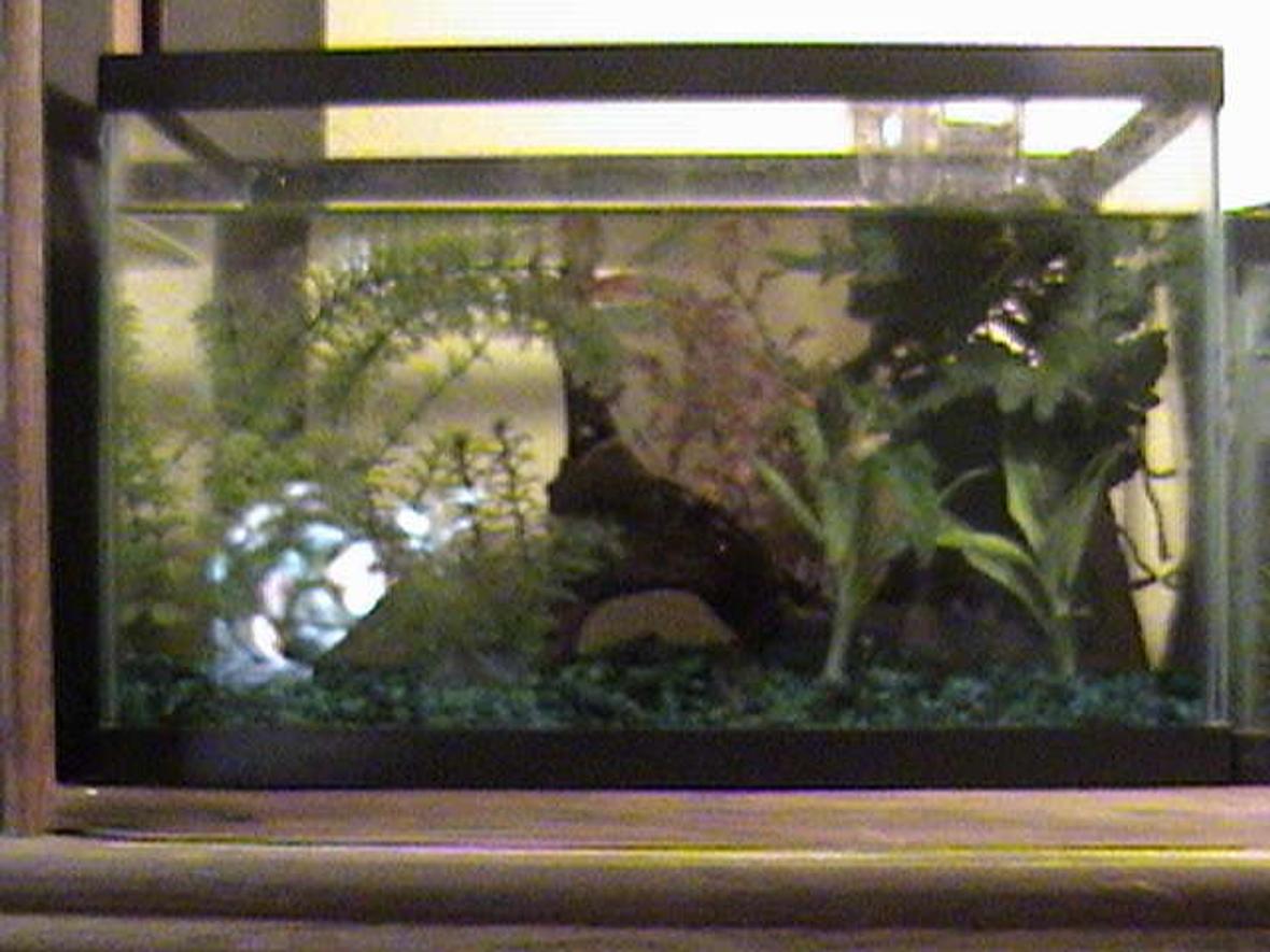 500 gallons freshwater fish tank (mostly fish and non-living decorations) - AN EMPTY ENDLER