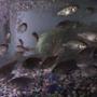 fish tank picture - BABY TILAPIAS AND THEIR MOTHER ON THE RIGHT