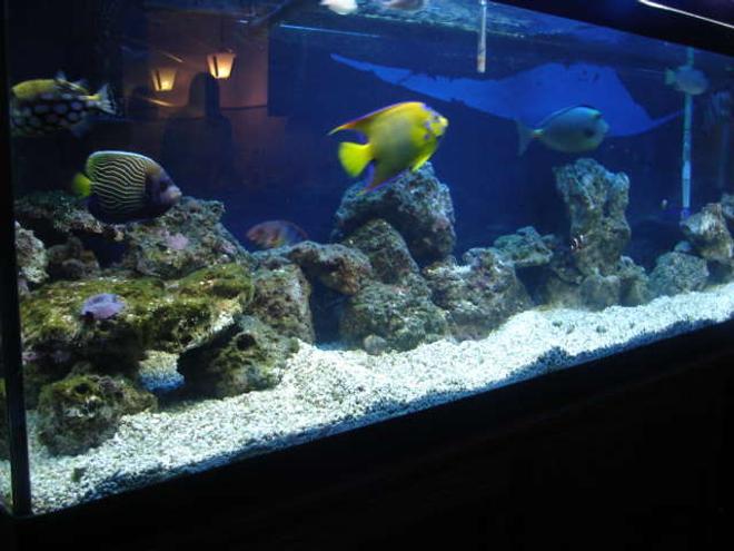 90 gallons saltwater fish tank (mostly fish, little/no live coral) - old pic of 125 no longer have it!! 90 set up now waiting to get a good pic