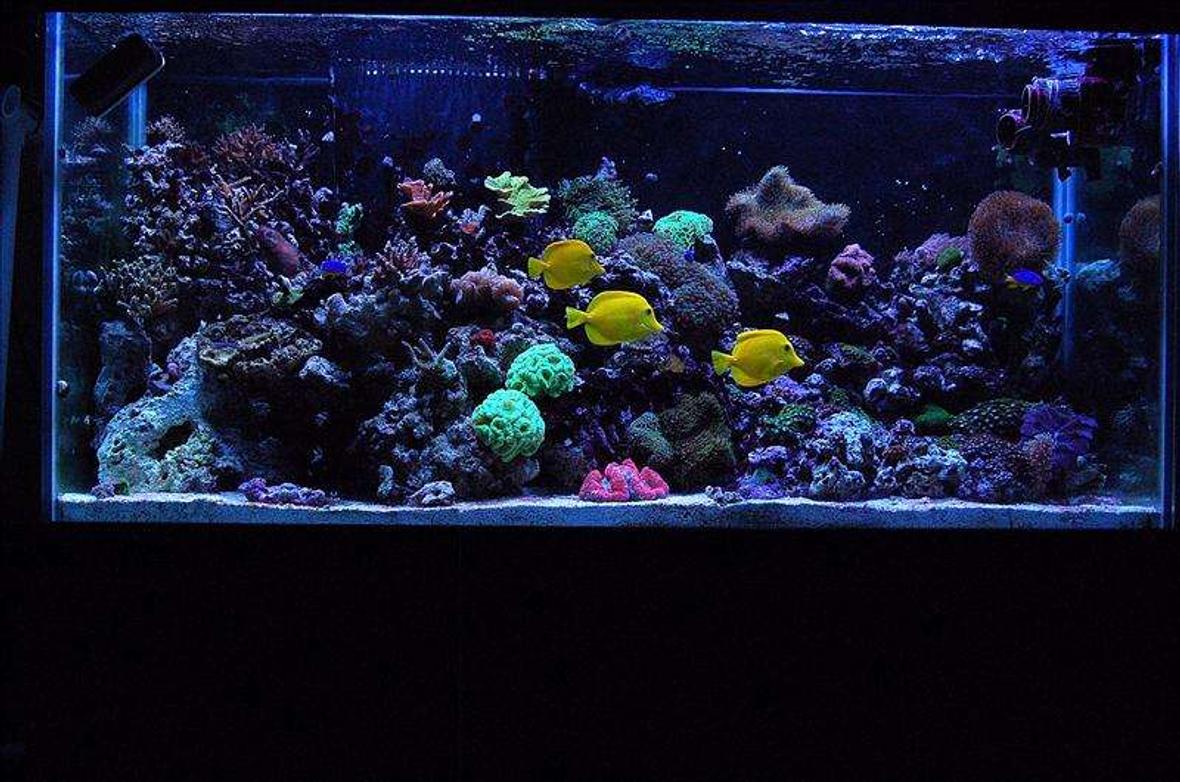 90 gallons reef tank (mostly live coral and fish) - My 90 gallon reef!