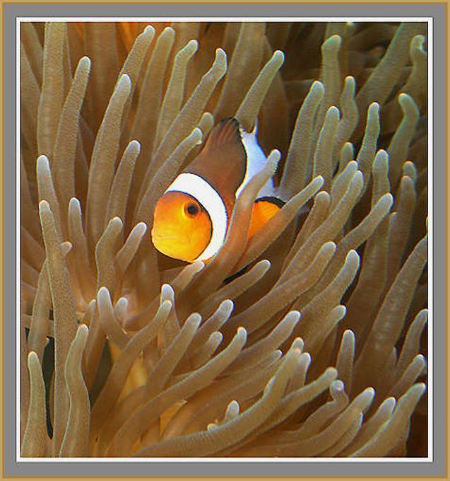 saltwater fish - amphiprion ocellaris - ocellaris clownfish stocking in 28 gallons tank - click here for LARGE size---->>View On Black