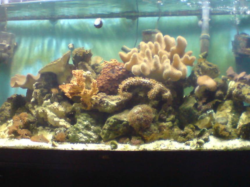 Rated #168: 100 Gallons Reef Tank - here is my new set up!