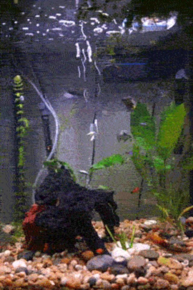 33 gallons planted tank (mostly live plants and fish) - My tank as of July 27th, 2007

this picture is outdated but it shows my eels nicely.