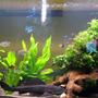 79 gallons planted tank (mostly live plants and fish) - Harry's Home; Java fern & Anubias planted over large pieces of bogwood gives a nice hiding place for Harry the 18" Plec