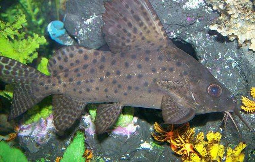 Rated #82: Freshwater Fish - Synodontis Eupterus - Synodontis Eupterus Catfish - Synodontis Eupterus.