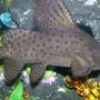 freshwater fish - synodontis eupterus - synodontis eupterus catfish - Synodontis Eupterus.