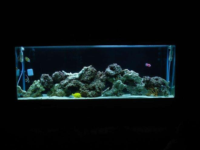 150 gallons saltwater fish tank (mostly fish, little/no live coral) - This Is what my tank looks like at night