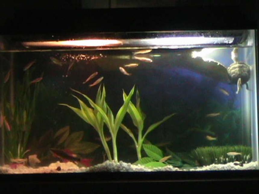 Rated #418: 20 Gallons Freshwater Fish Tank - A better photo and some work with new plants.