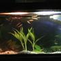 20 gallons freshwater fish tank (mostly fish and non-living decorations) - A better photo and some work with new plants.