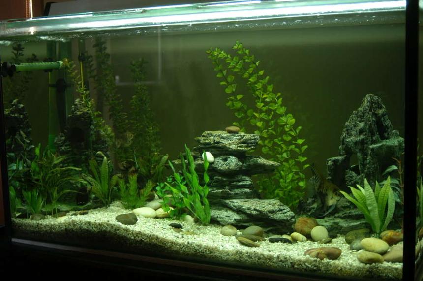 Rated #107: 80 Gallons Freshwater Fish Tank - This is my first tank