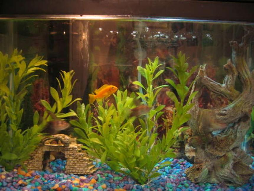 Rated #420: 10 Gallons Freshwater Fish Tank - Lemon Cichlid and black skirt tetras