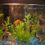 10 gallons freshwater fish tank (mostly fish and non-living decorations) - Lemon Cichlid and black skirt tetras