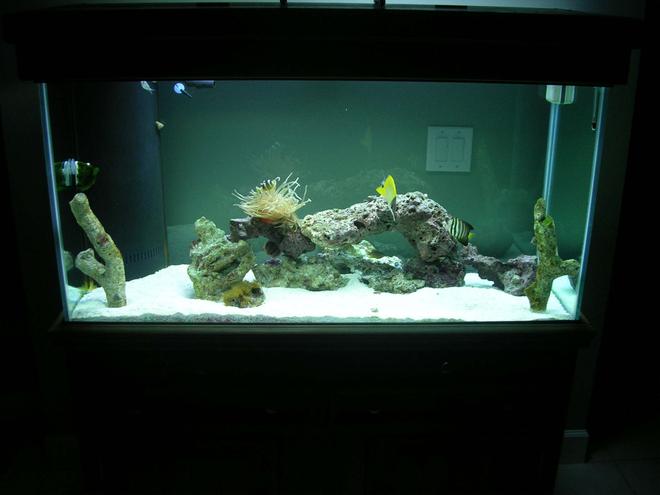 90 gallons saltwater fish tank (mostly fish, little/no live coral) - Compliments to Fish Of Eden for guiding me to a great start to my reef tank!