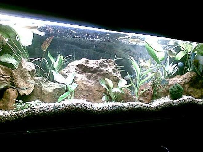 50 gallons planted tank (mostly live plants and fish) - 4ft at daytime