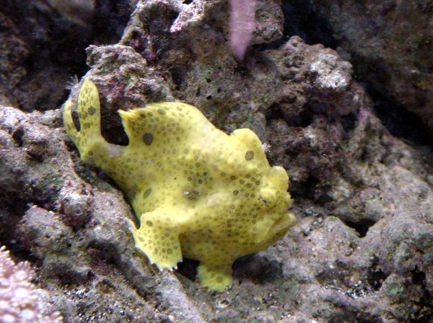 Rated #17: Saltwater Fish - Antennarius Maculatus - Yellow Angler Stocking In 50 Gallons Tank - warty