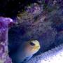 saltwater fish - opistognathus rosenblatti - blue spot jawfish stocking in 9 gallons tank - My little Jawfish