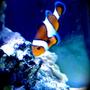 saltwater fish - amphiprion percula - true percula clownfish stocking in 9 gallons tank - My favourite fish in the tank. My Clownfish. He's a cute one.