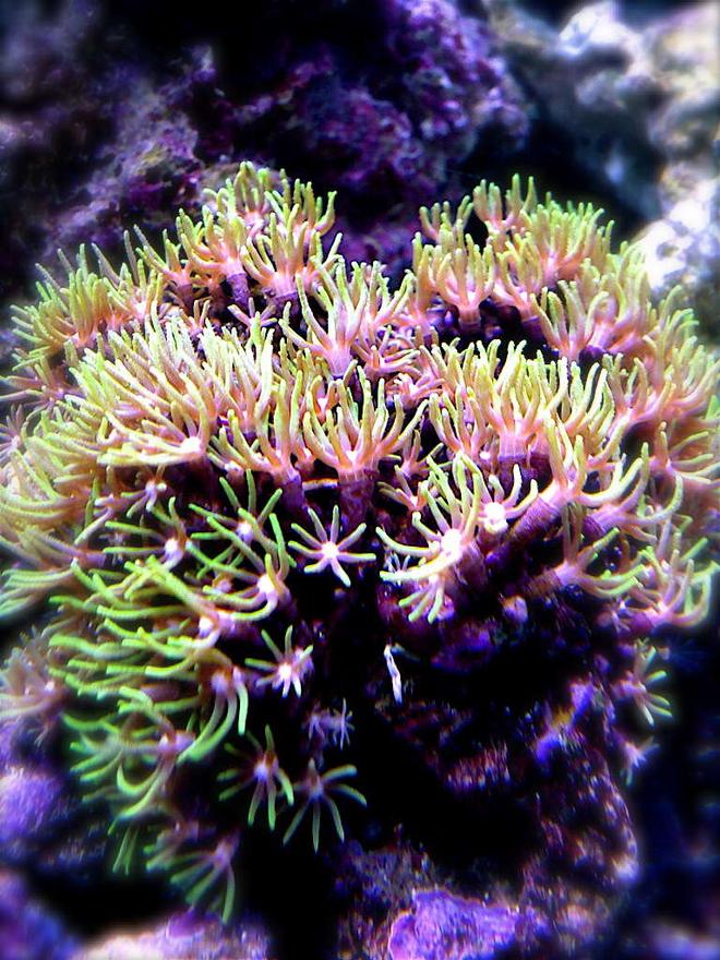 corals inverts - briareum sp. - starburst polyp stocking in 9 gallons tank - I know starpolyps are pretty common, but I love this picture I snapped. Had to put it on.