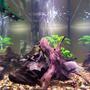 50 gallons planted tank (mostly live plants and fish) - side view of one of my tanks