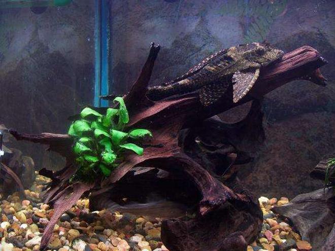 freshwater fish - glyptoperichthys gibbiceps - sailfin pleco (l-83) stocking in 50 gallons tank - pleco on an old tree root that i attachad a plant to