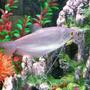 freshwater fish - trichogaster microlepis - moonlight gourami - Moonlight Gourami..